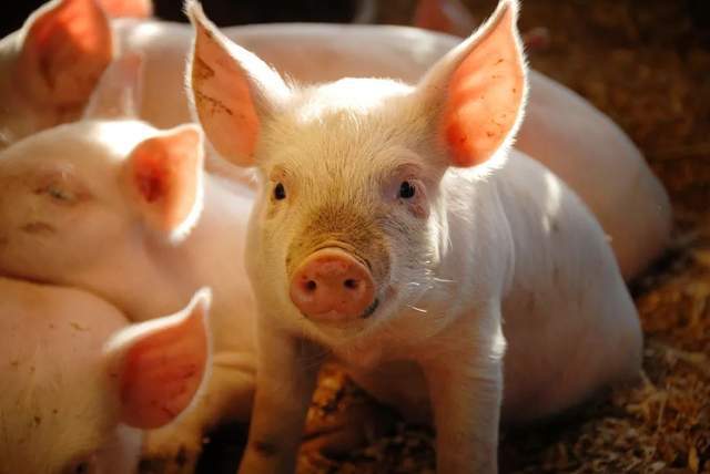 实现养殖高效,肉禽 水产 仔猪设计低蛋白日粮的价值及技术措施