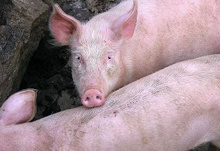 猪鸡双龙头温氏股份去年爆赚140亿，分红近70亿，生猪养殖行业迎来黄金期