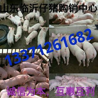 山东仔猪繁育基地 优质仔猪供应与生猪养殖新篇章