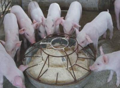 饲料添加剂比重严控4% “成本必然提高”背后的生猪养殖困局与出路