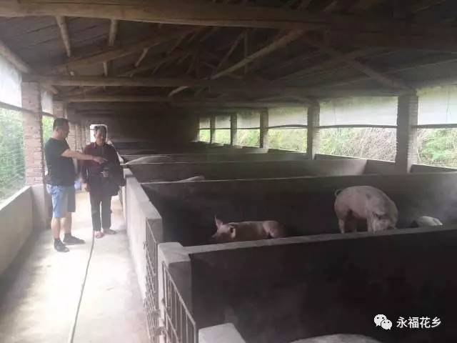 永福镇生猪养殖污染治理集中拆除行动第三天纪实 守护绿水青山，共建生态家园