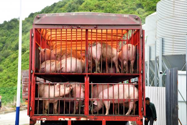 汶川县绵虒镇板桥山楼房生猪养殖场首批生猪顺利出栏——探索山区现代养殖新路径